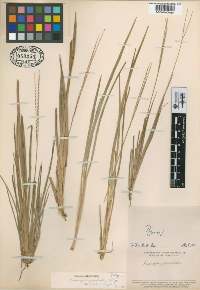 Axonopus paschalis Pilger