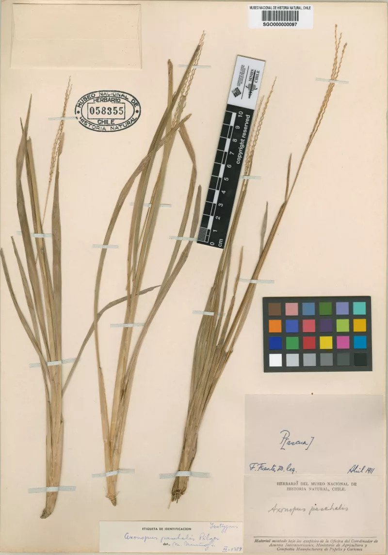 Axonopus paschalis Pilger