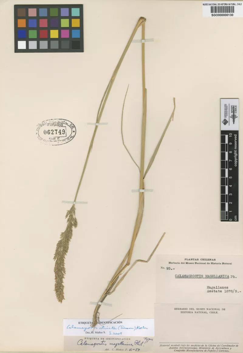 Calamagrostis magellanica Phil.  