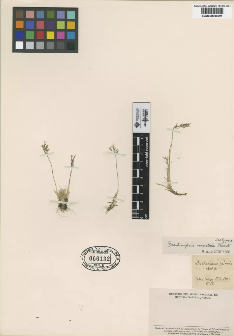 Deschampsia venustula Parodi   