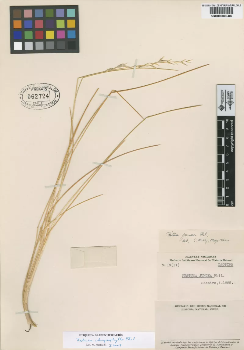 Festuca juncea Phil.