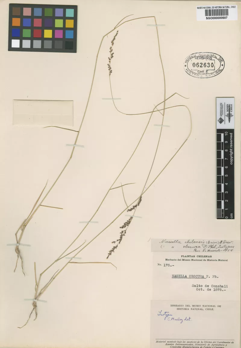 Nassella obscura F. Phil. 
