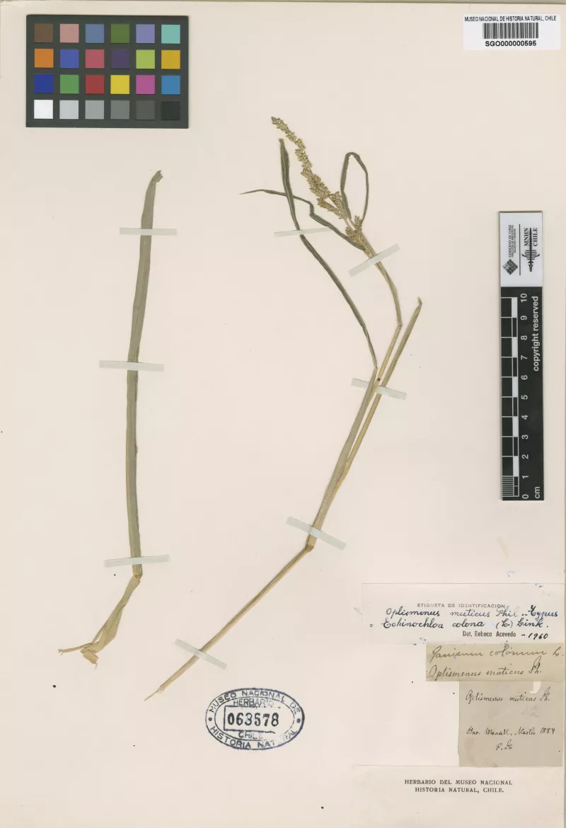 Oplismenus muticus Phil.   