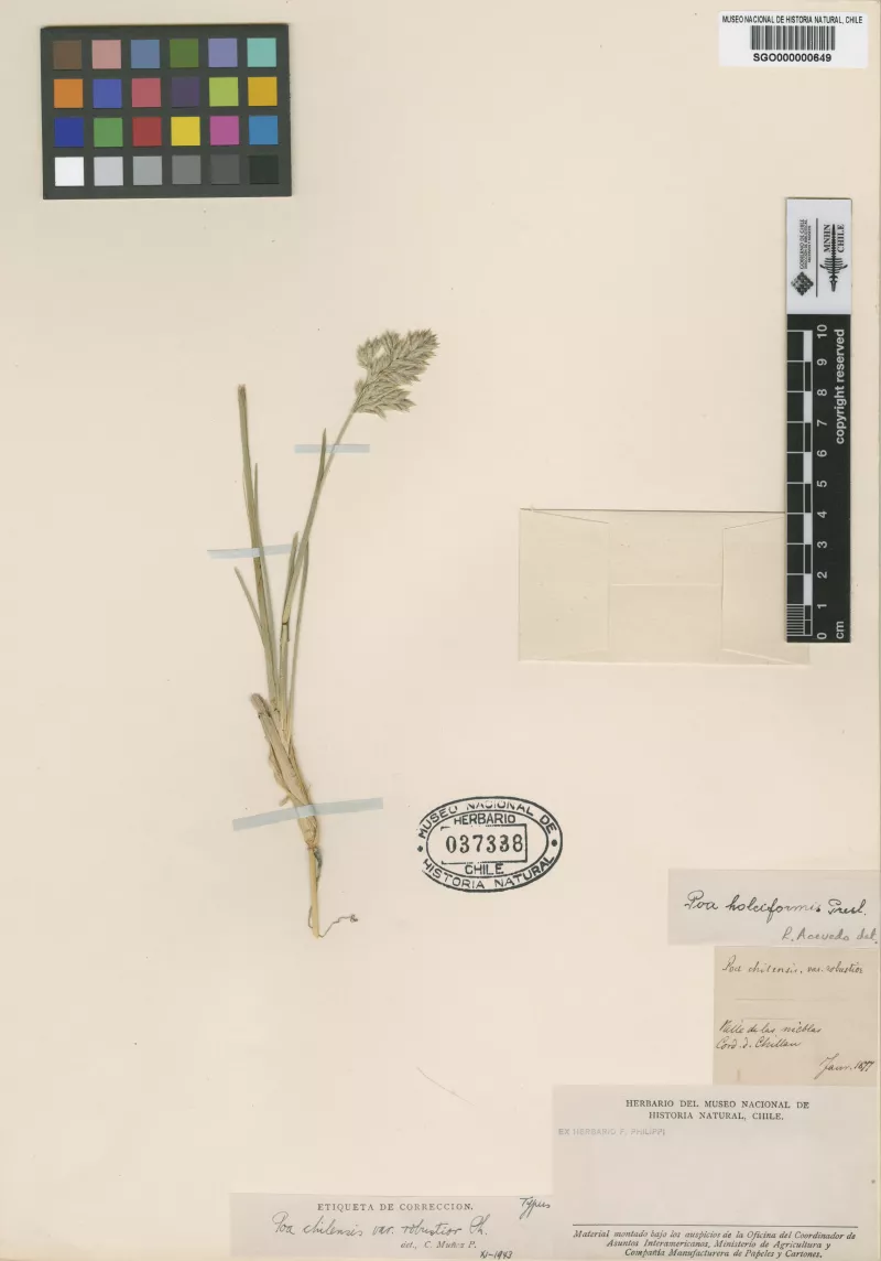 Poa chilensis Trin. var. robustior Phil.
