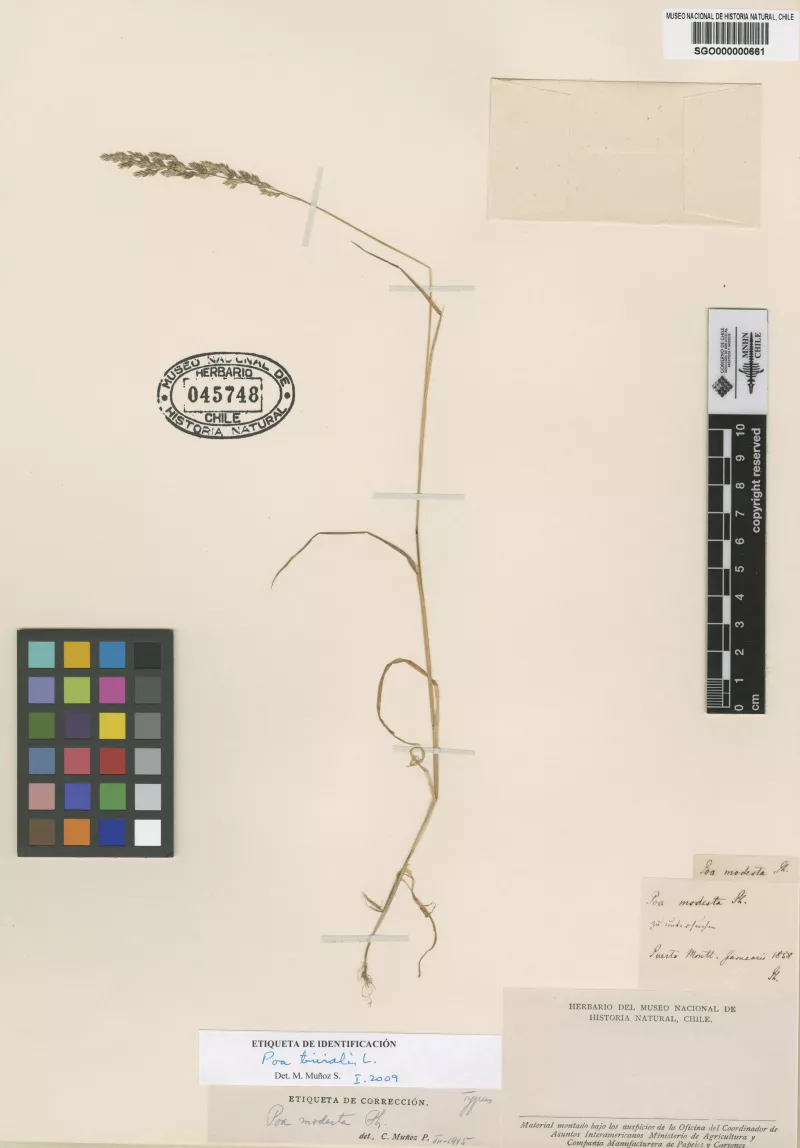 Poa modesta Phil.