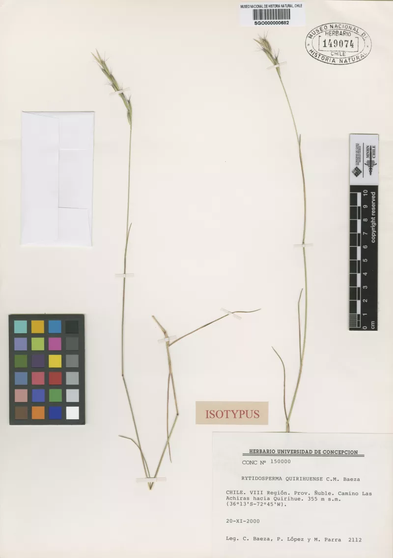 Rytidosperma quirihuense Baeza  