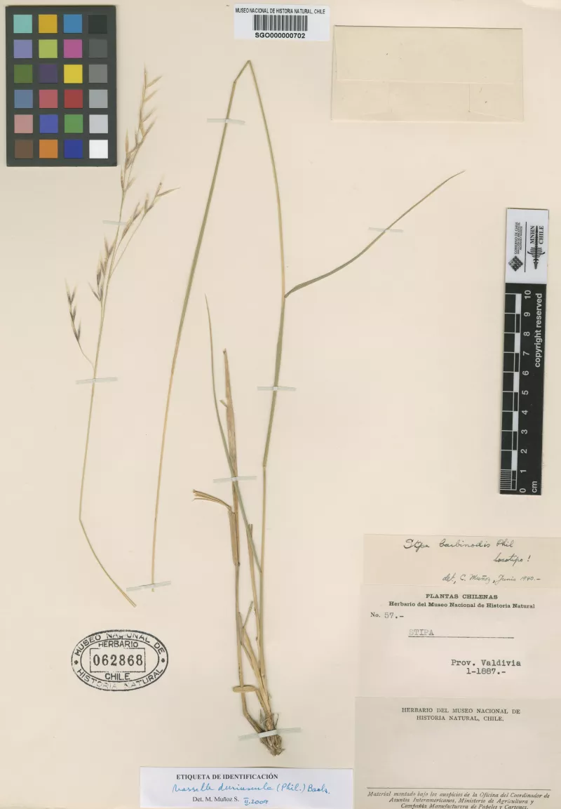 Stipa barbinodis Phil.   