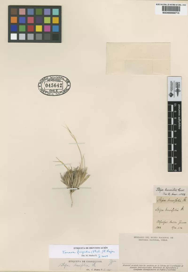 Stipa brevifolia Phil. 