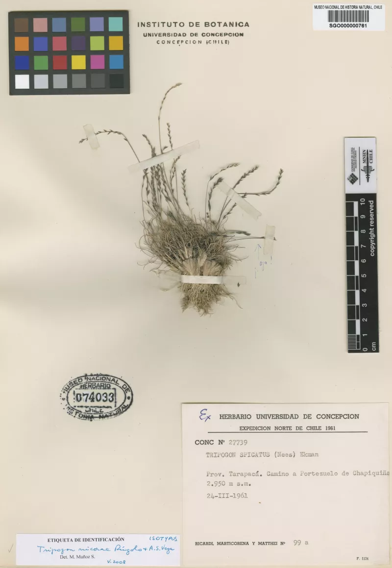 Tripogon nicorae Rúgolo & A.S. Vega  
