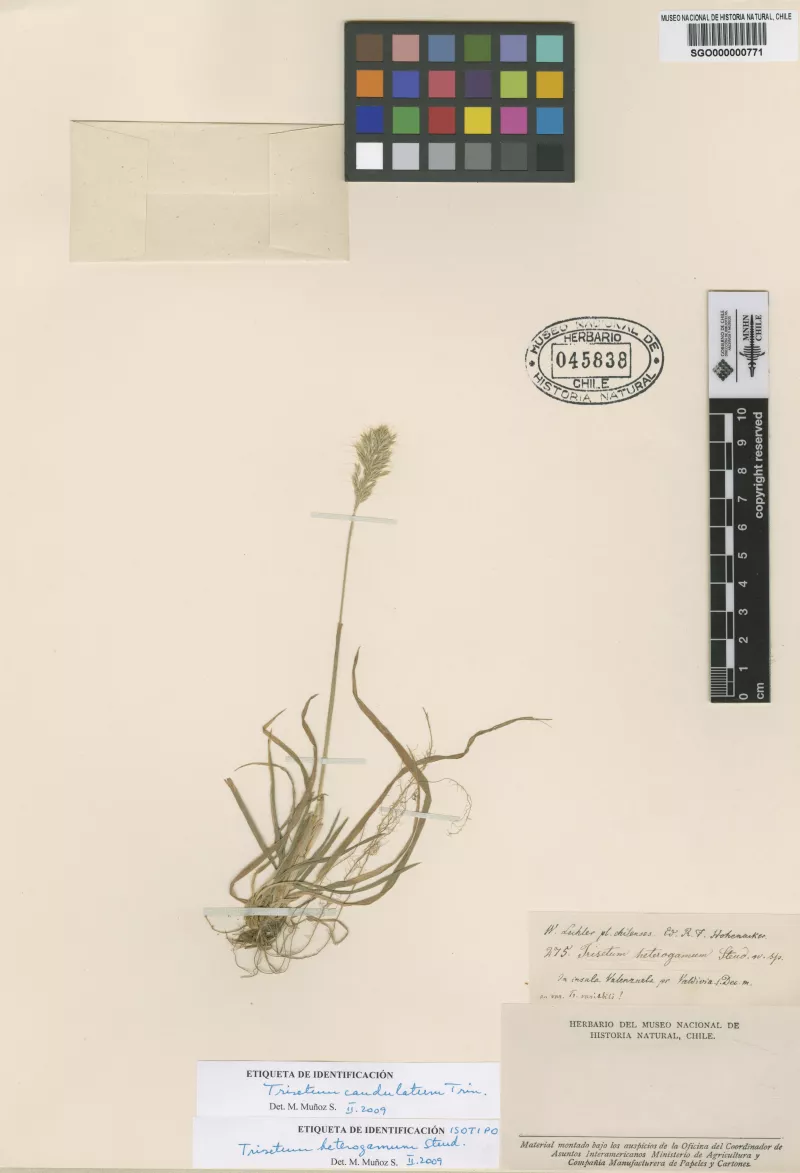 Trisetum heterogamum Steud.   