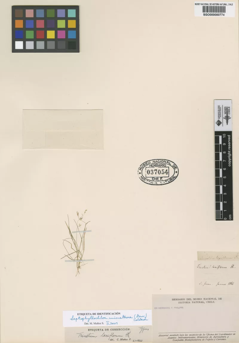 Trisetum laxiflorum Phil.