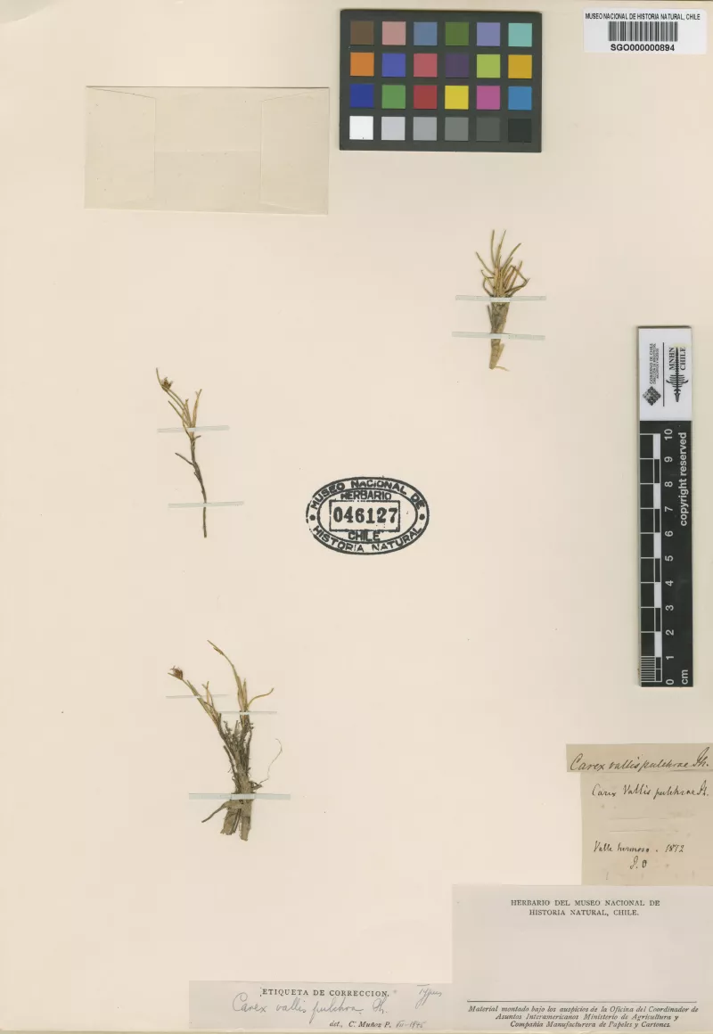 Carex vallis-pulchrae Phil. 
