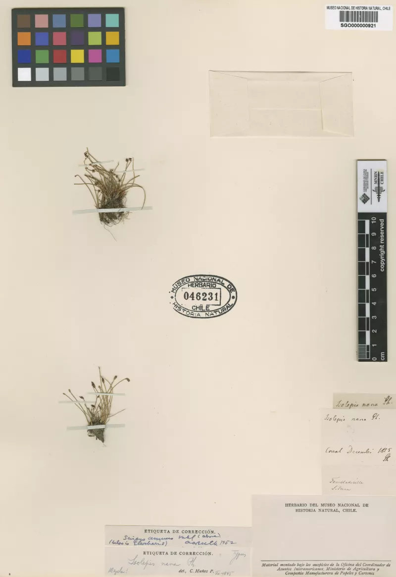Isolepis nana Phil.