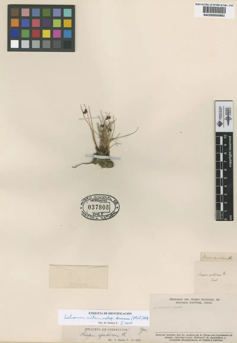 Scirpus spadiceus Phil.