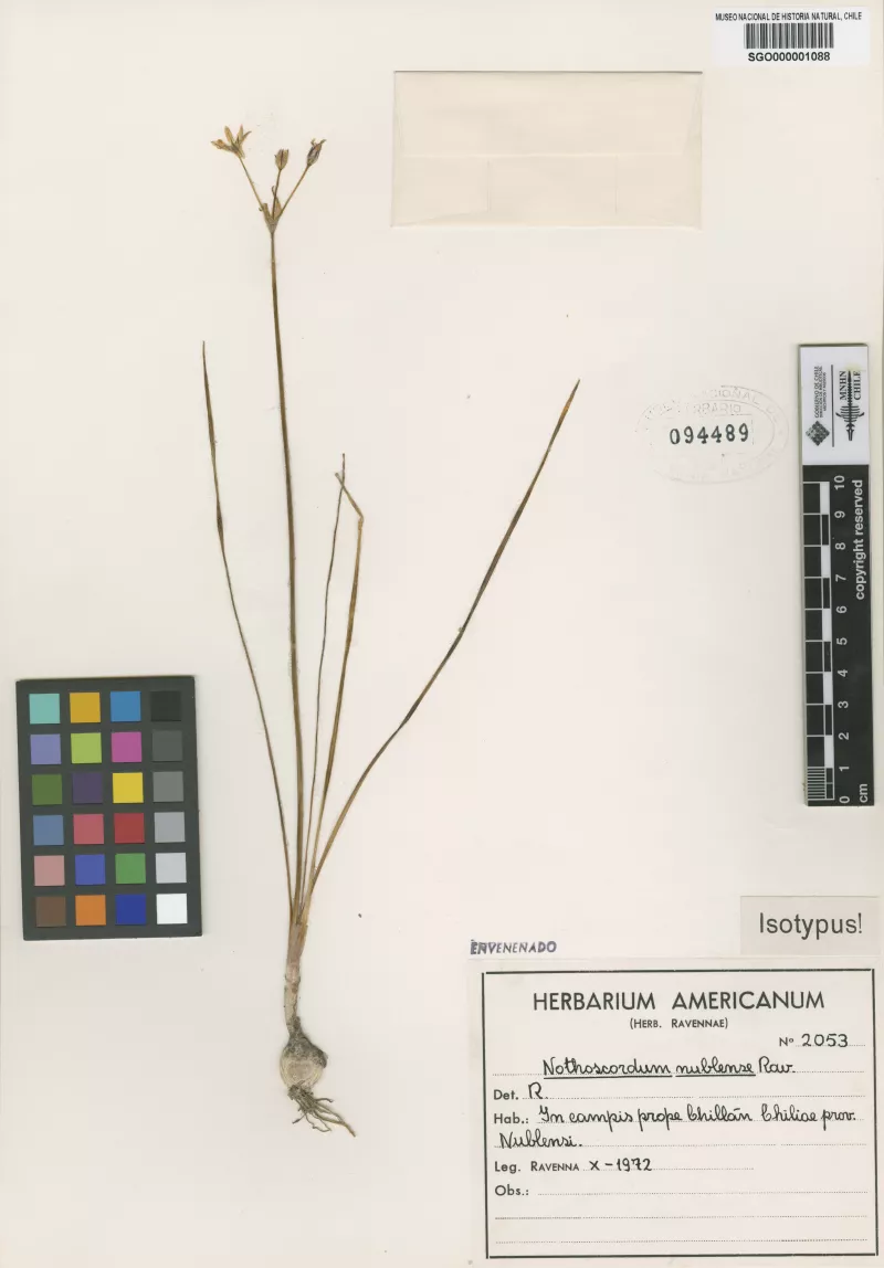Nothoscordum nublense Ravenna 