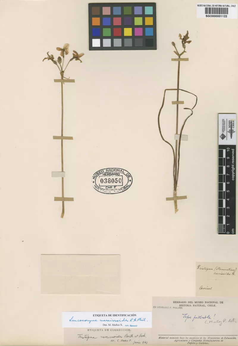 Stemmatium narcissoides Phil.   