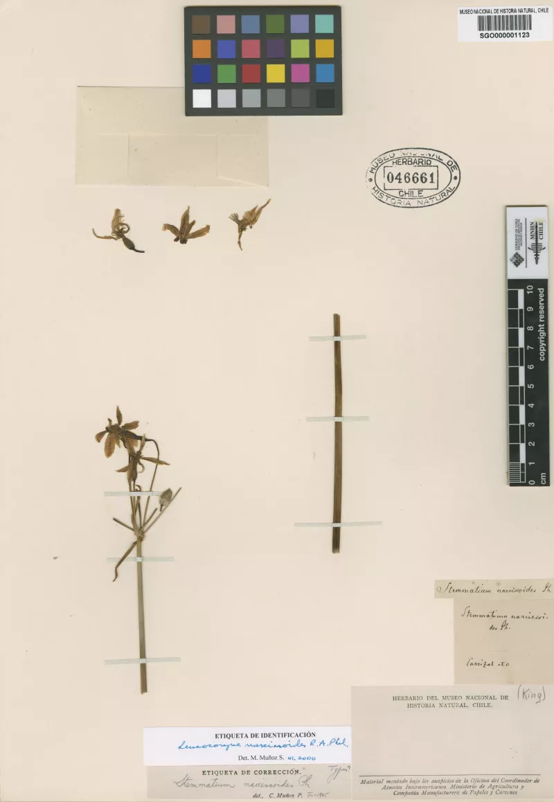 Stemmatium narcissoides Phil.   