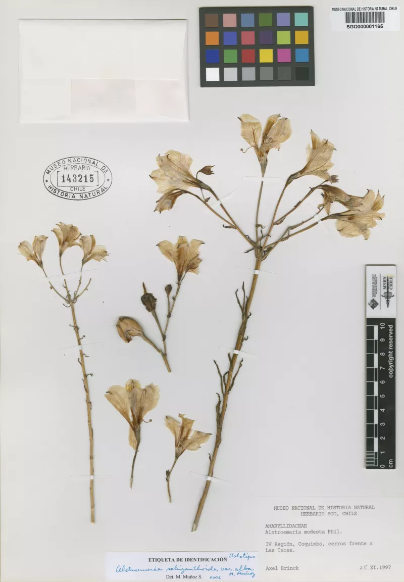 Alstroemeria schizanthoides Grau var. alba M. Muñoz