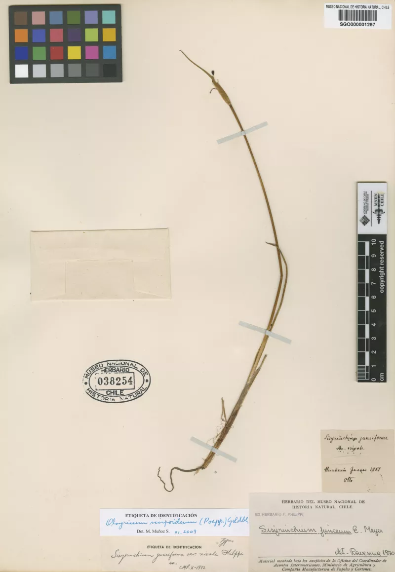 Sisyrinchium junciforme Poepp. var. nivale Phil.