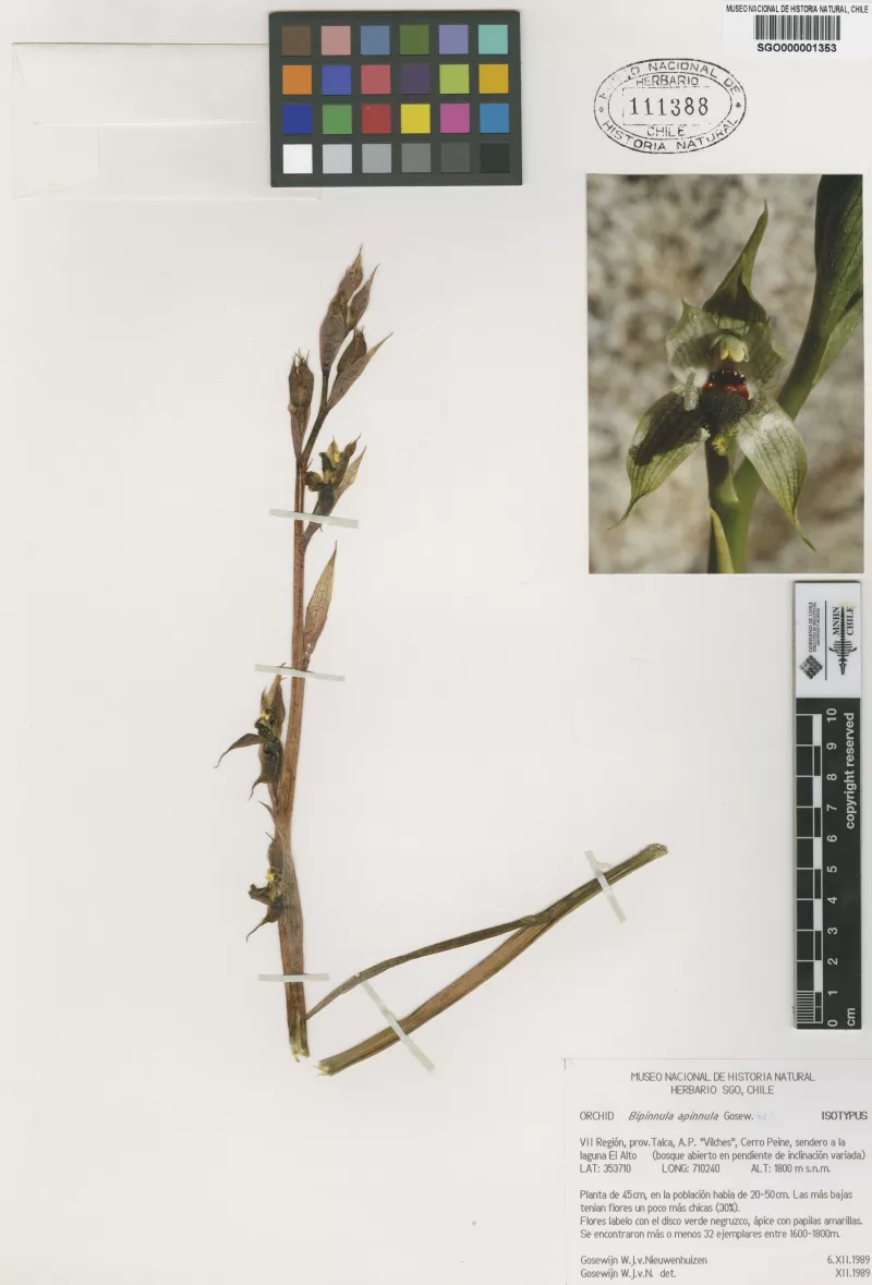 Bipinnula apinnula Gosewijn   