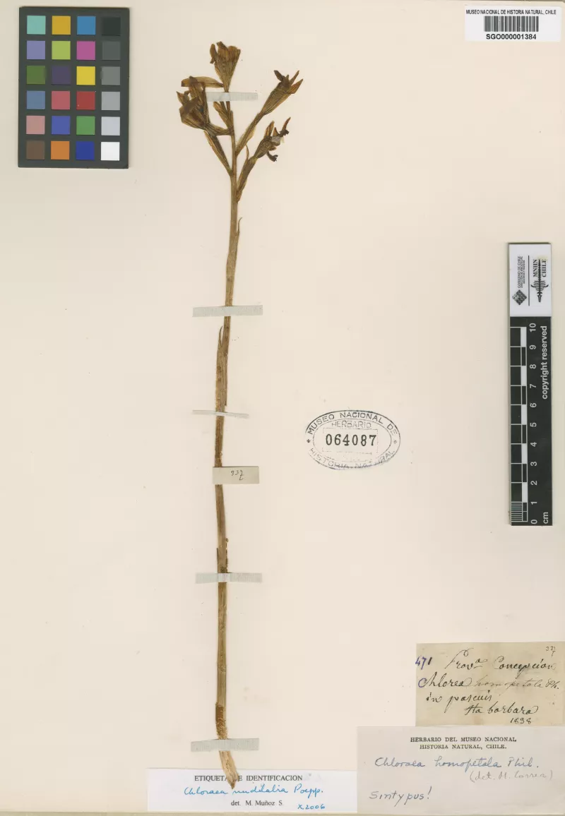 Chloraea homopetala Phil.   