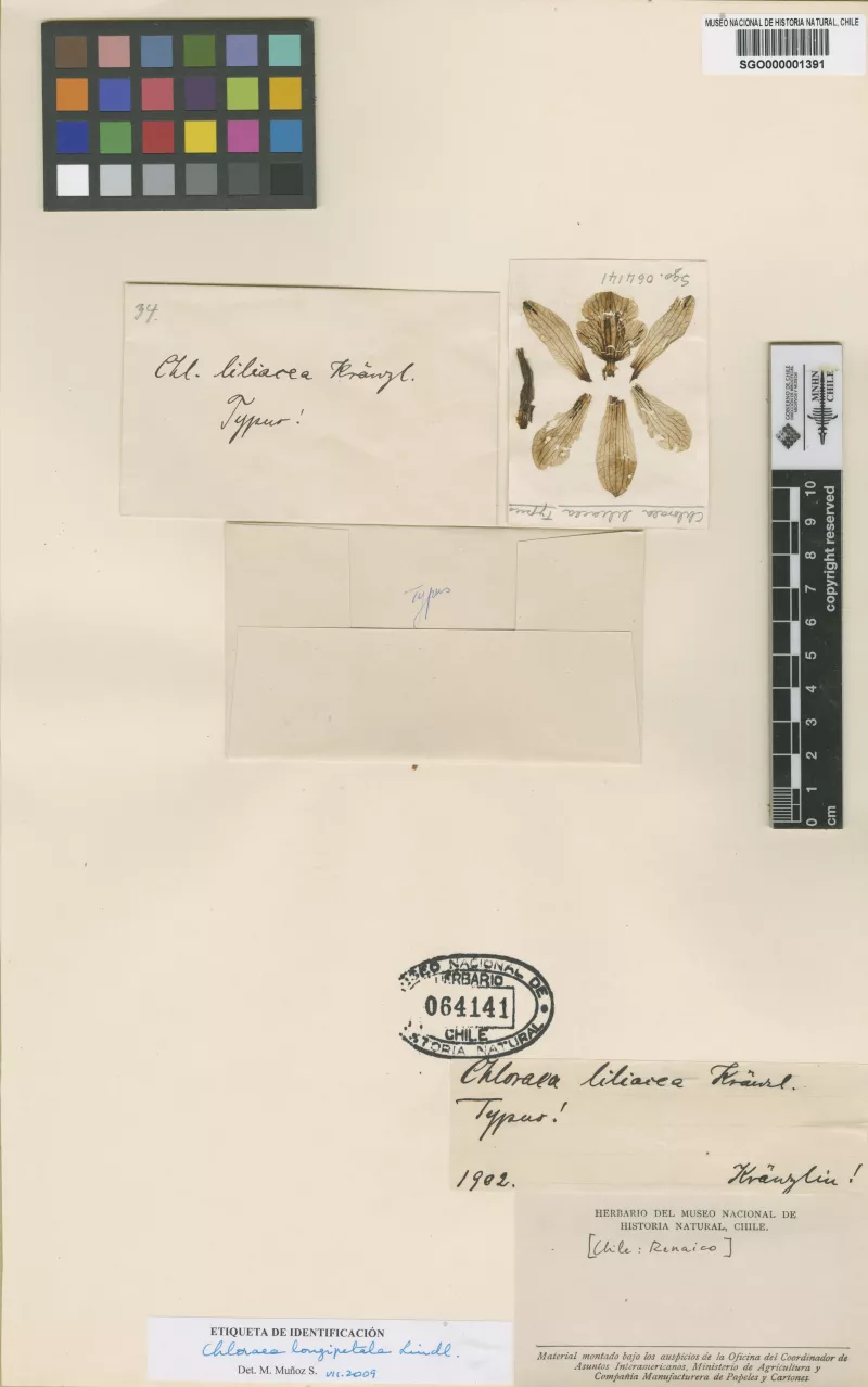 Chloraea liliacea Kraenzl.   