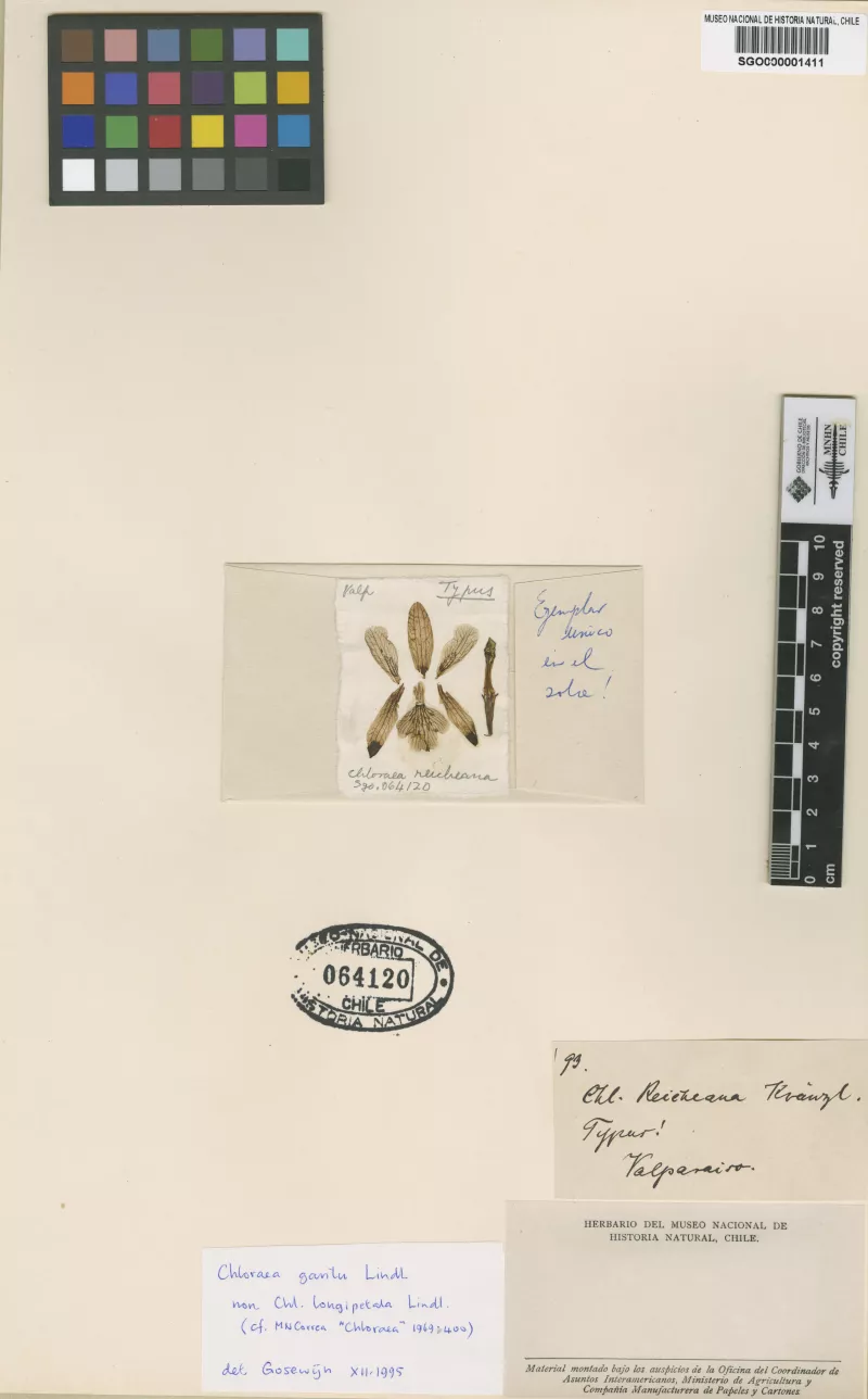 Chloraea reicheana Kraenzl.   