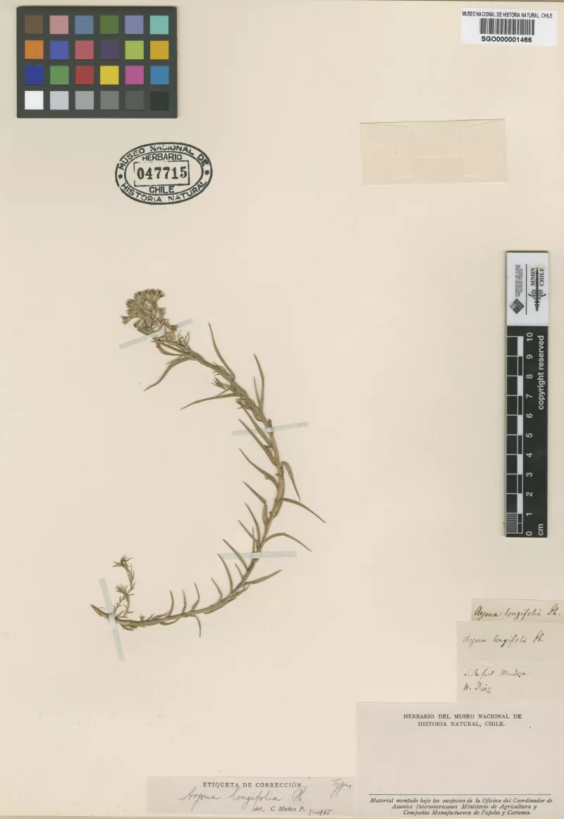 Arjona longifolia Phil.