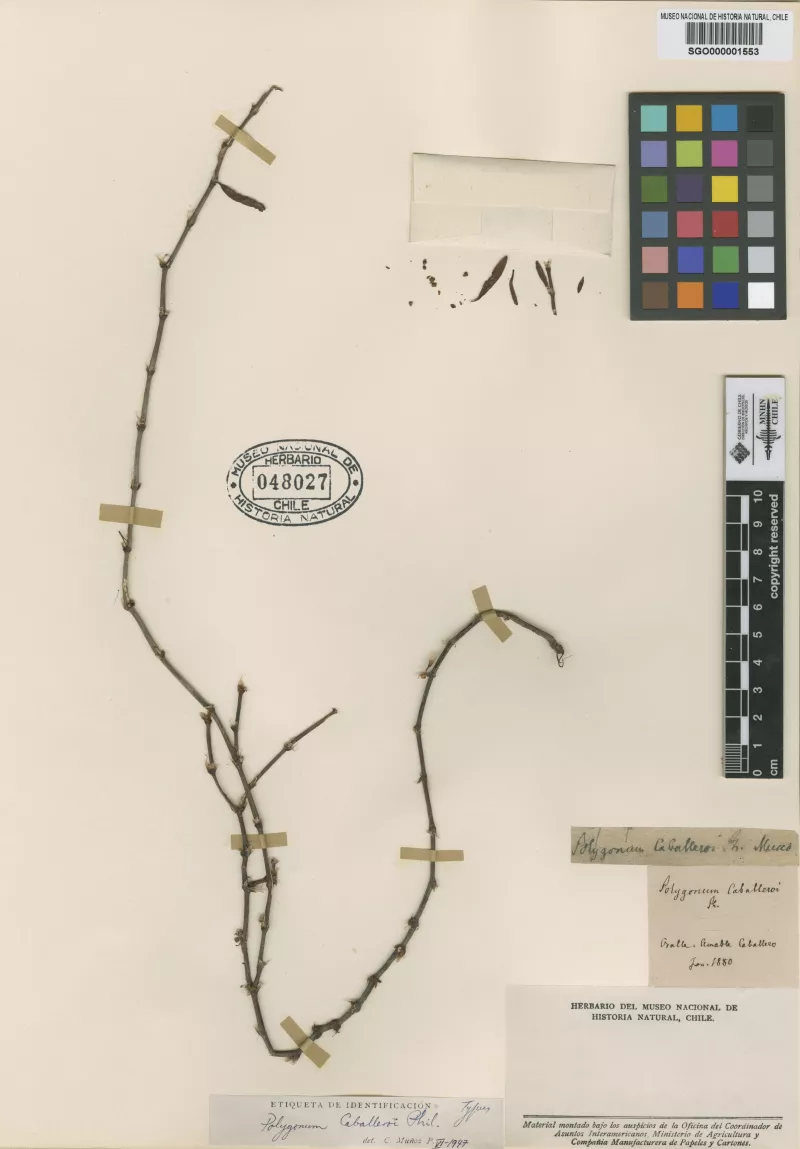Polygonum caballeroi Phil.   