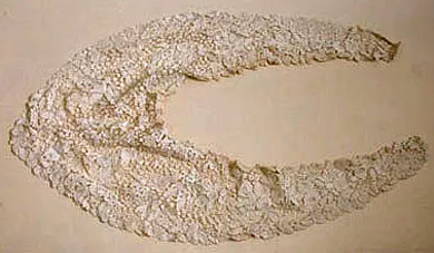 Fichu