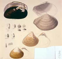 25 Conchas