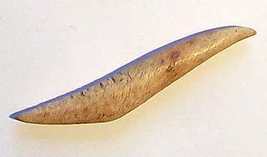 Barba de arpón