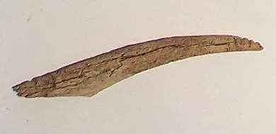 Barba de arpón
