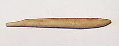 Cabezal de arpón