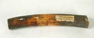 Martillo