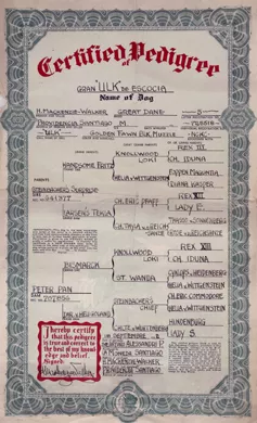 Certificado de Pedigree de Ulk