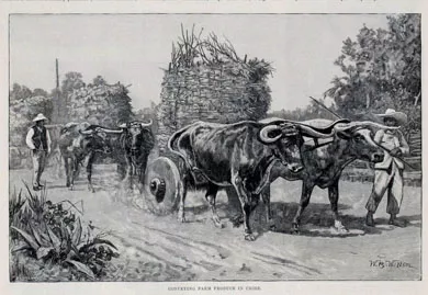 Conveying Farm Produce in Chile