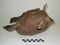 Trongtrong