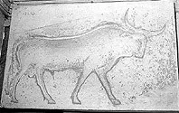Toro