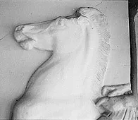 Cabeza de caballo