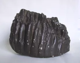 Molar de elefante