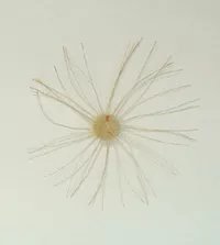 Figurilla