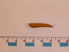 Barba de arpón