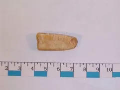 Pesa (componente de balanza)