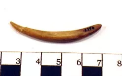 Barba de arpón