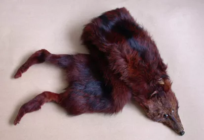 Estola (accesorio para el cuello)