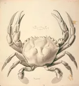 Jaiva