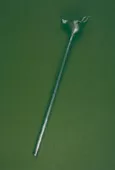 Báculo