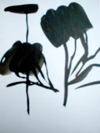 Siluetas
