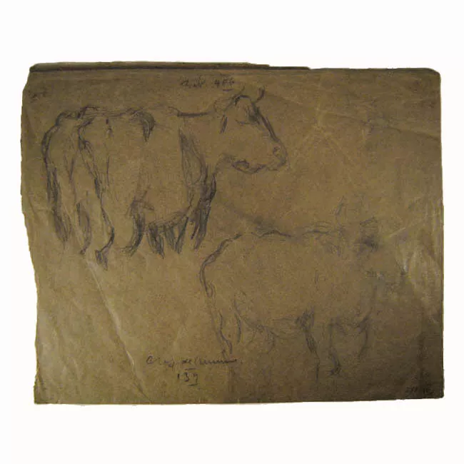 Croquis vacunos